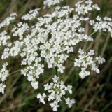 1208F 126 Rhein-Radweg